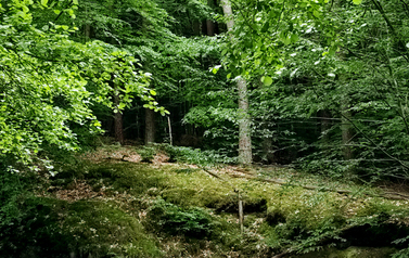 Dzień zwalczania IGO (inwazyjnych gatunk&oacute;w obcych) 08.06.2026 r. 8