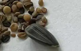 Warsztaty &bdquo;Łąki kwietne...&rdquo; 24.10.2025 r. 9