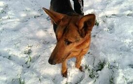 wizyta w schronisku (2)