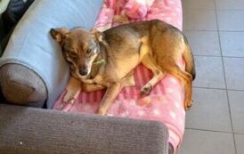 wizyta w schronisku 15