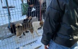 wizyta w schronisku 14