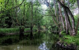 Dzień zwalczania IGO (inwazyjnych gatunk&oacute;w obcych) 08.06.2026 r. 4