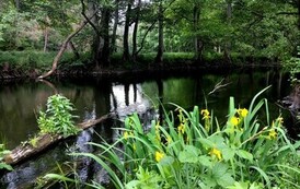 Dzień zwalczania IGO (inwazyjnych gatunk&oacute;w obcych) 08.06.2026 r. 5