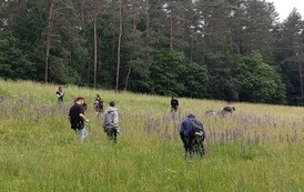Dzień zwalczania IGO (inwazyjnych gatunk&oacute;w obcych) 08.06.2026 r. 10