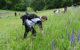 Dzień zwalczania IGO (inwazyjnych gatunk&oacute;w obcych) 08.06.2026 r. 20